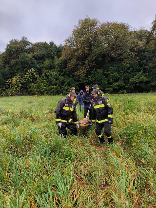 Pineto - Lupo investito sulla Statale 16, vigili del fuoco in azione anche lungo la costa per il maltempo